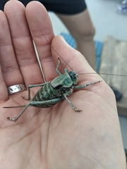 Anabrus simplex
