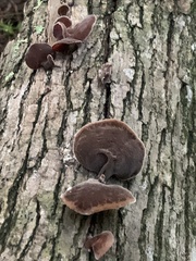 Auricularia cornea