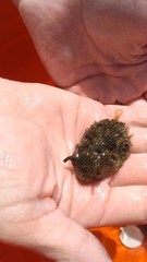 Chilomycterus schoepfii