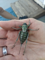 Anabrus simplex