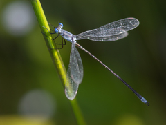 Lestes vigilax
