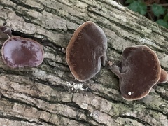 Auricularia cornea