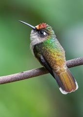 Anthocephala berlepschi