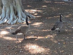 Branta canadensis