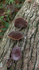 Auricularia cornea