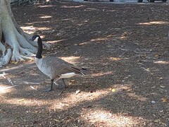 Branta canadensis
