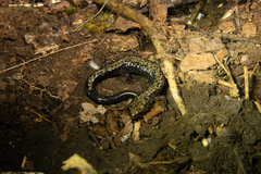 Plethodon hubrichti