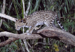 Leopardus pardalis
