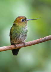 Haplophaedia aureliae