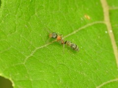 Pseudomyrmex gracilis