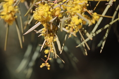 Acacia cambagei