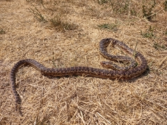 Pituophis catenifer catenifer
