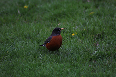 Turdus migratorius