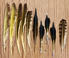 Colaptes auratus luteus