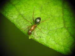Camponotus floridanus