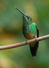 Heliodoxa leadbeateri