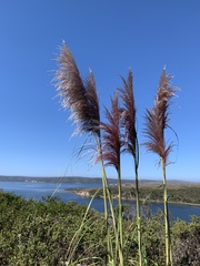 Cortaderia jubata