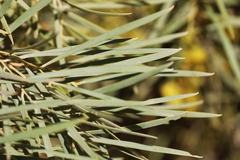 Acacia cambagei