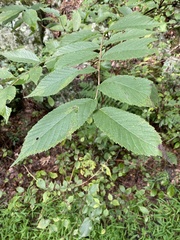 Ulmus rubra