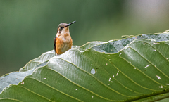 Chaetocercus heliodor