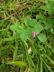 Lespedeza bicolor