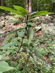 Ulmus rubra