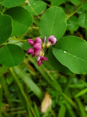Lespedeza bicolor