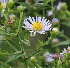 Symphyotrichum firmum