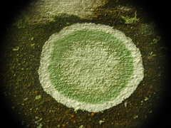 Cryptothecia striata