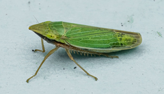 Draeculacephala antica