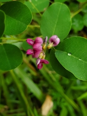 Lespedeza bicolor