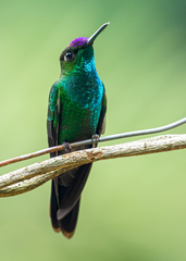 Heliodoxa leadbeateri