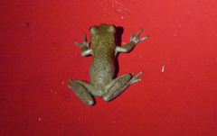 Trachycephalus typhonius