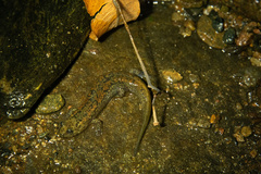 Desmognathus kanawha