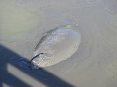 Trichechus manatus latirostris