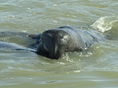 Trichechus manatus latirostris