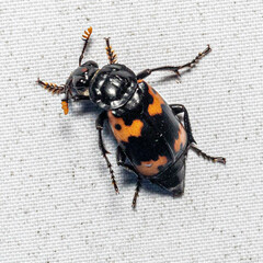 Nicrophorus nepalensis