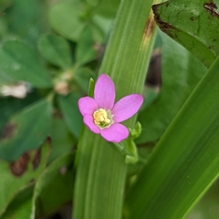 Centaurium pulchellum