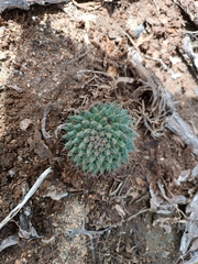 Mammillaria