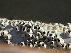 Amphibalanus eburneus