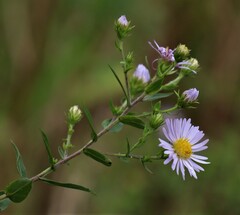 Symphyotrichum firmum