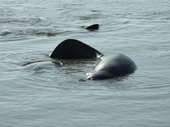 Trichechus manatus latirostris
