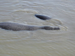 Trichechus manatus latirostris