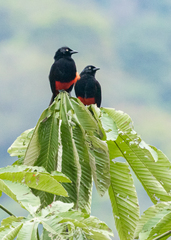 Hypopyrrhus pyrohypogaster