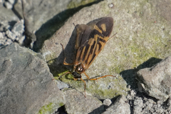 Macrostemum zebratum