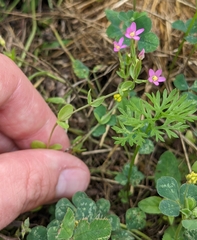 Centaurium pulchellum