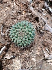 Mammillaria