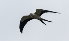 Elanoides forficatus