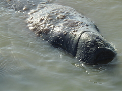 Trichechus manatus latirostris