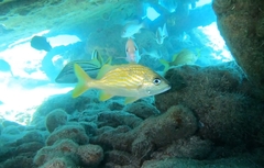 Haemulon flavolineatum